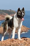 AKITA AMERICAIN 160